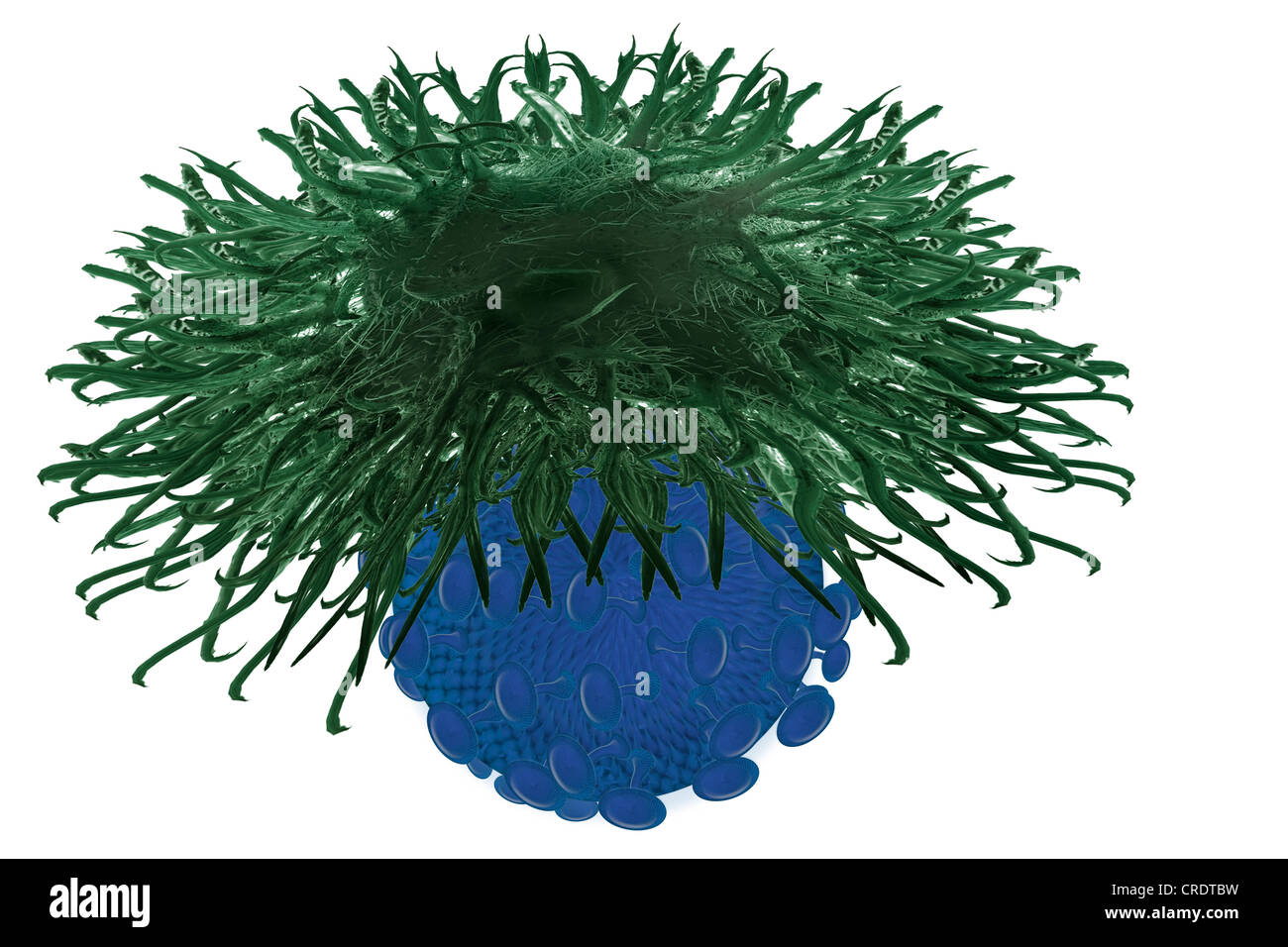 Dendritic cell of the immune system detecting a virus, illustration Stock Photo
