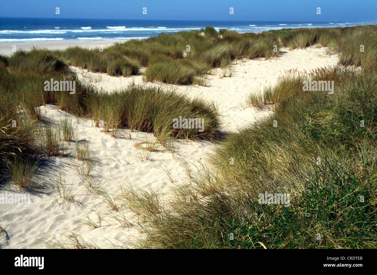 OREGON DUNES NATIONAL RECREATION AREA NEAR FLORENCE, OREGON Stock Photo Alamy
