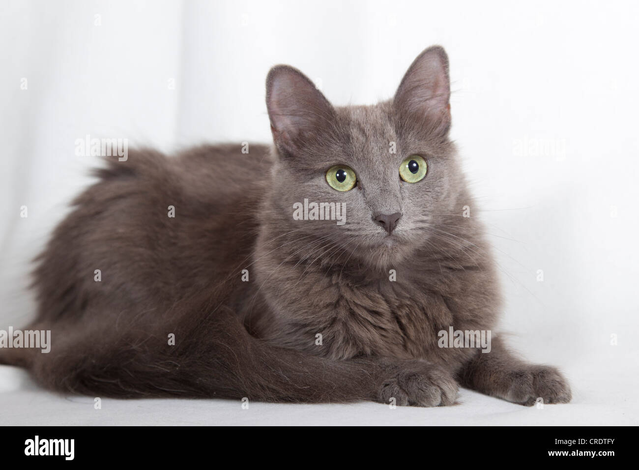 Nebelung cat, pedigree cat, semi-long-hair Stock Photo - Alamy - For Long Hair Nebelung Cats