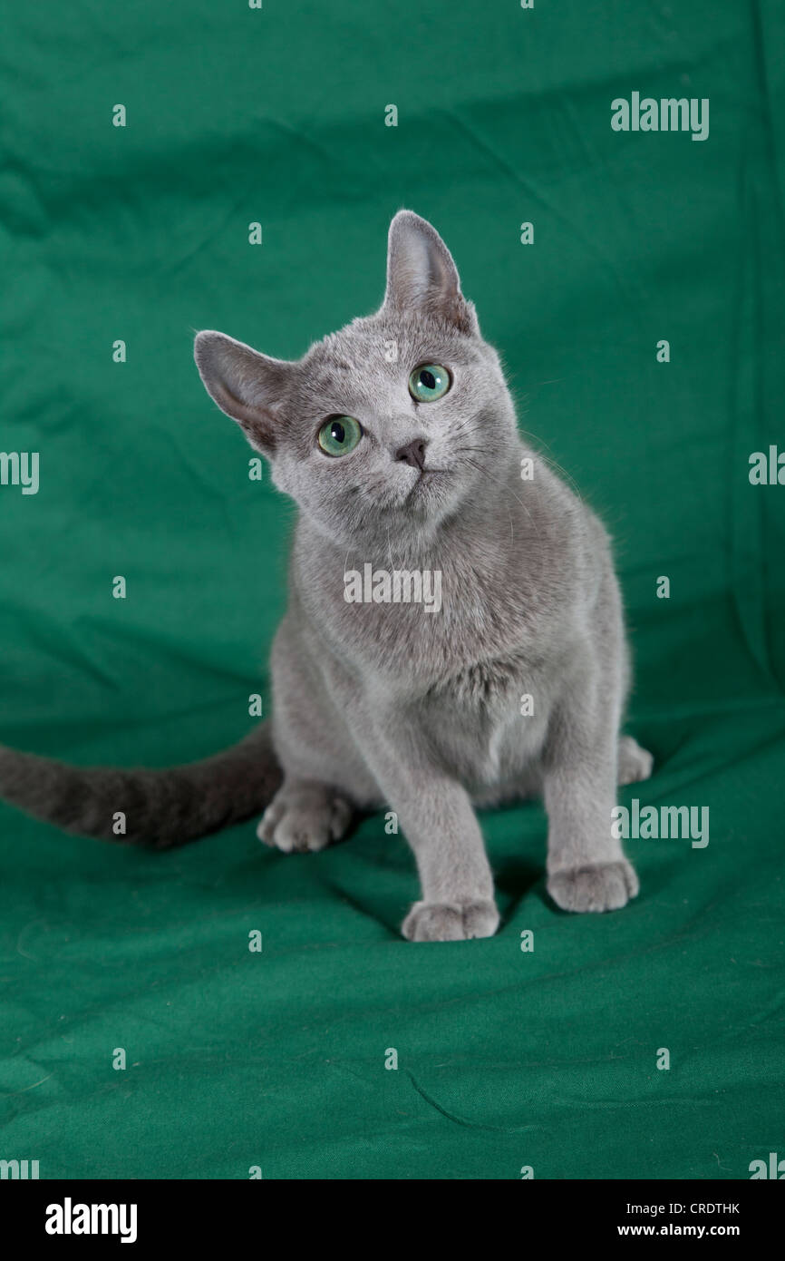 Russian Blue, pedigree cat, short-hair cat Stock Photo - Alamy