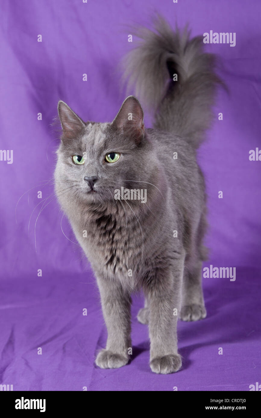 Nebelung cat, pedigree cat, semi-long-hair Stock Photo - Alamy - For Long Hair Nebelung Cats