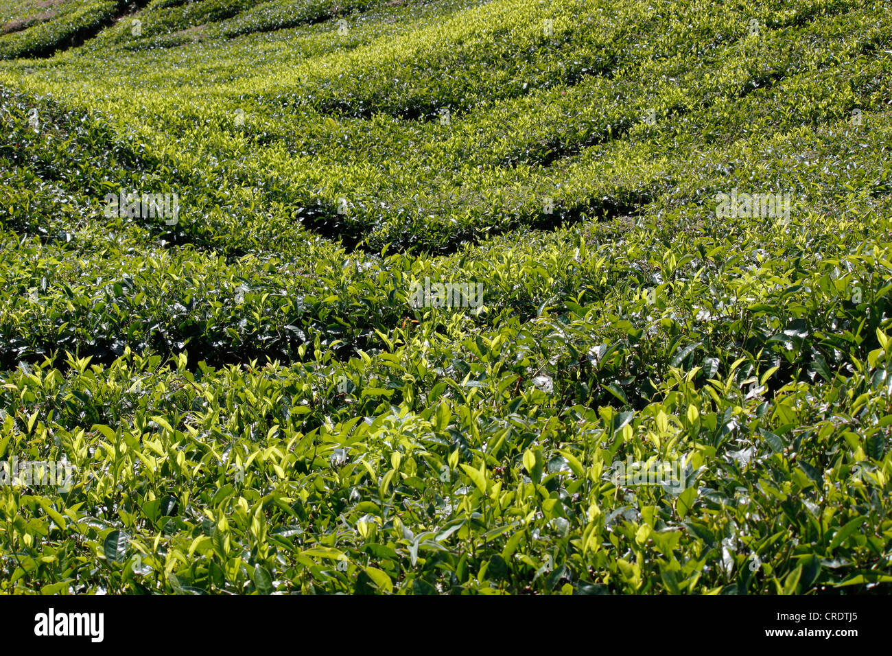 Tea plantation, Malaysia, Southeast Asia Stock Photo Alamy