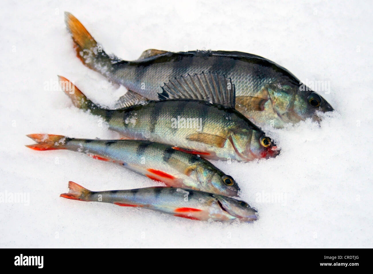 How to Ice Fish for White Perch