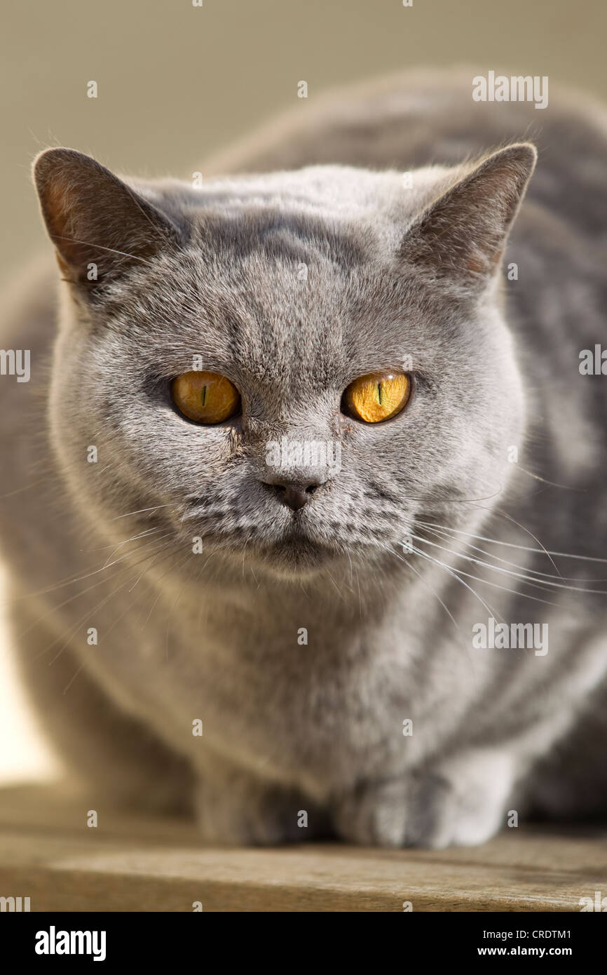 British short hair cat (Felis catus) Stock Photo