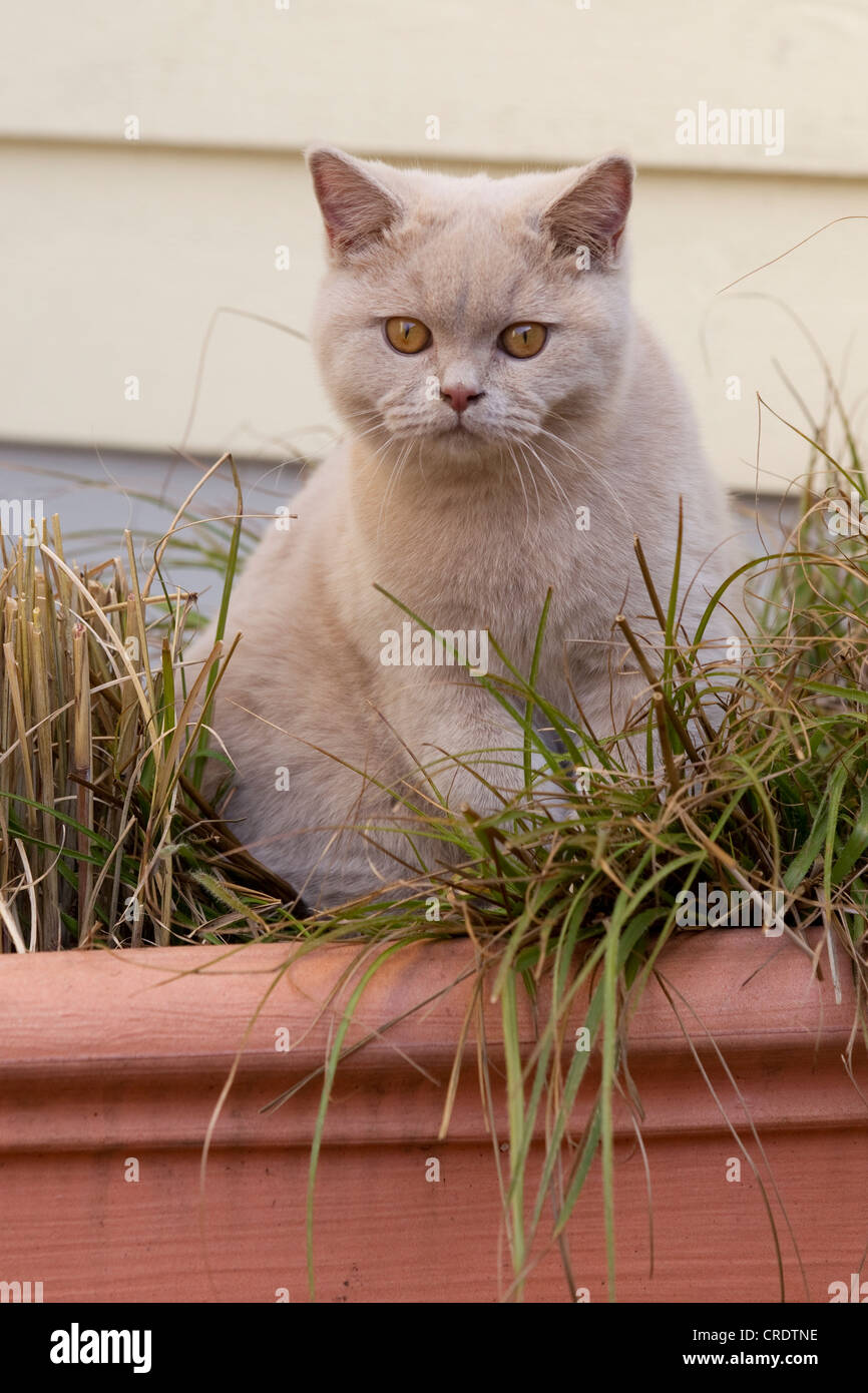 British short hair cat (Felis catus) Stock Photo