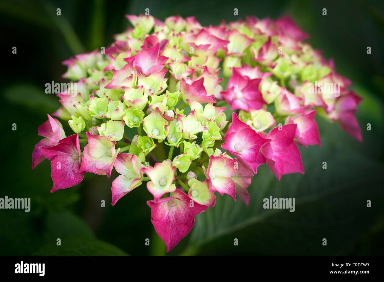 Hydrangeacees hires stock photography and images Alamy