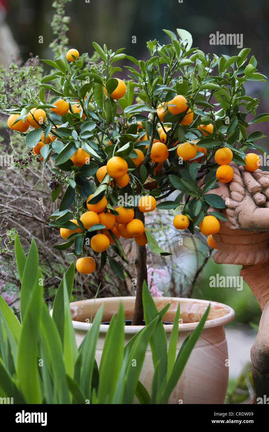 orange (Citrus microcarpa), dwarf oranges in the garden, Germany Stock Photo