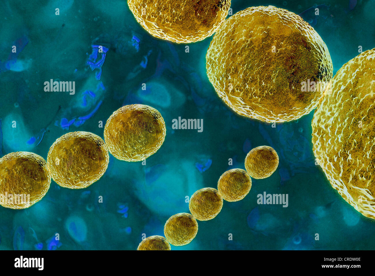 Streptococcus bacteria, a dangerous pathogen, illustration Stock Photo
