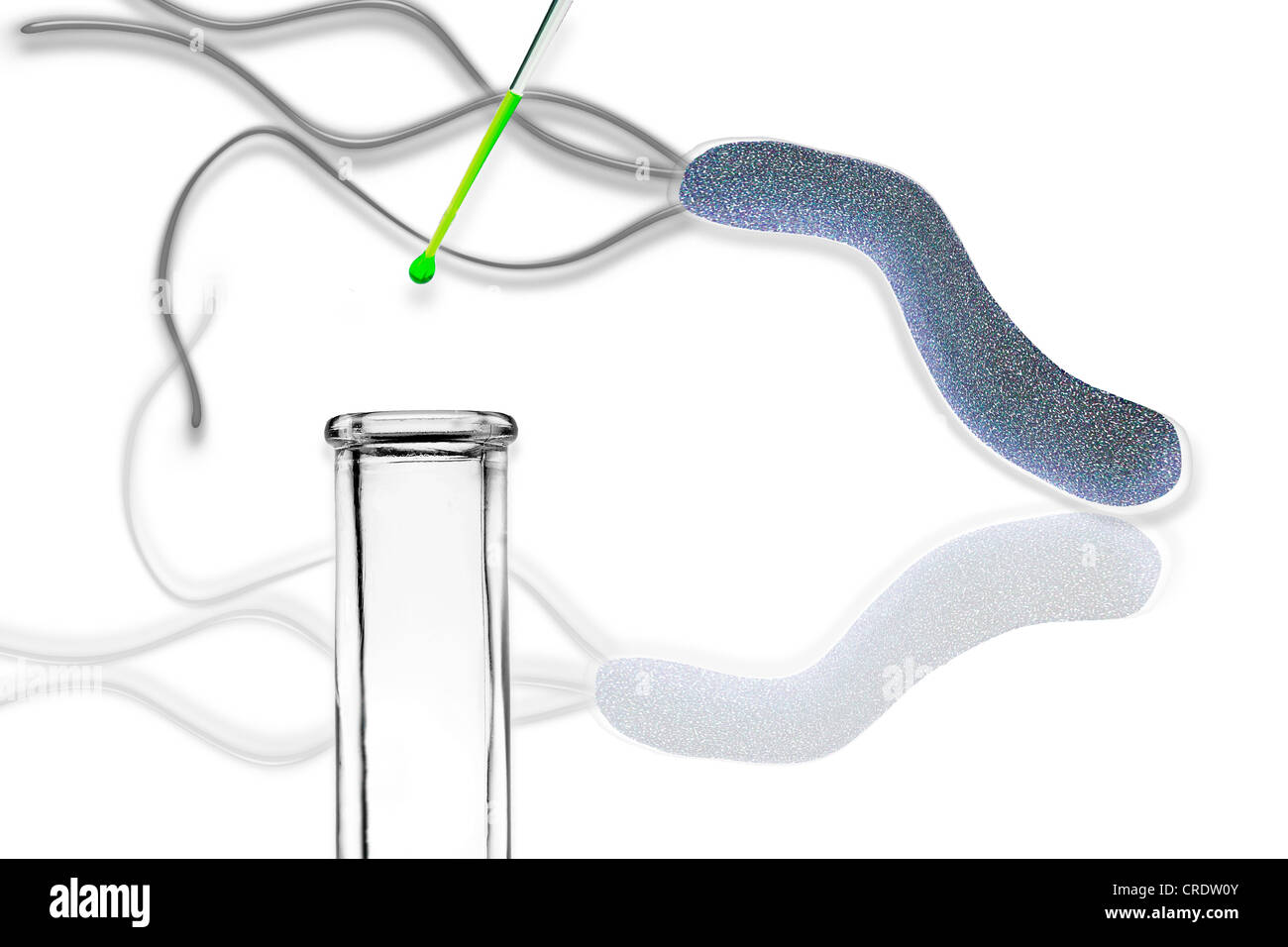 Helicobacter pylori, a harmful stomach bacteria in a test tube, illustration Stock Photo Alamy