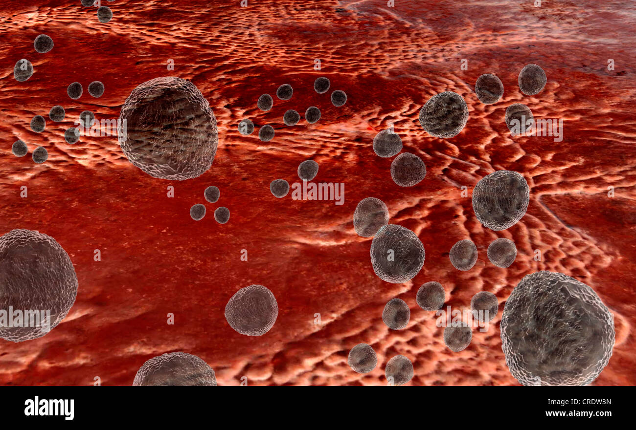 Staphylococcus, a dangerous pathogen, bacteria, illustration Stock Photo