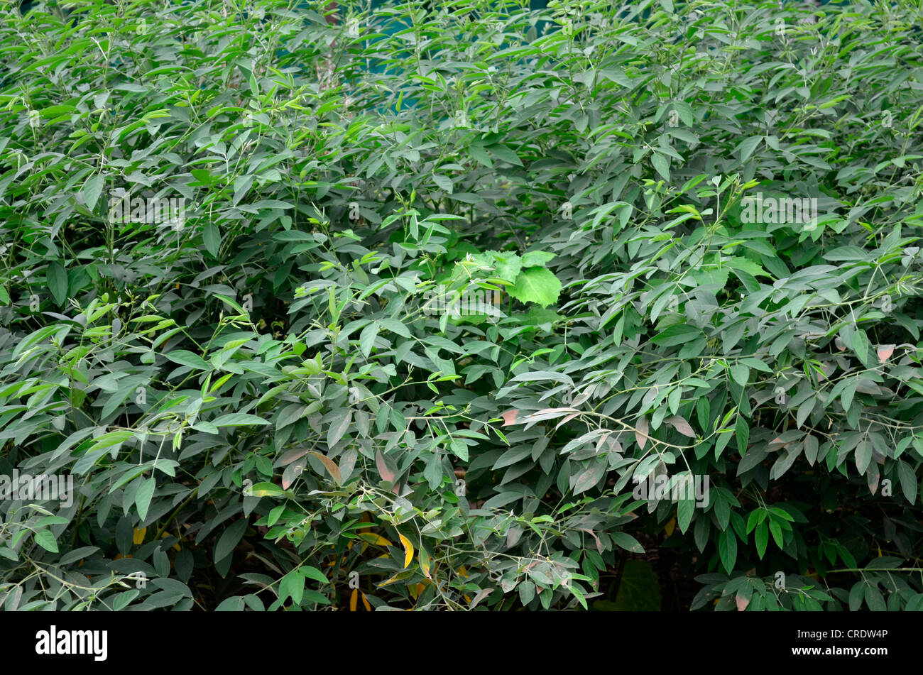 Pigeon pea cultivation Stock Photo