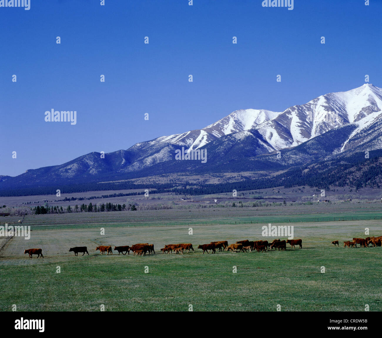 FEEDING COWCALF HERD / COLORADO Stock Photo Alamy FEEDING COWCALF HERD / COLORADO Stock Photo Alamy