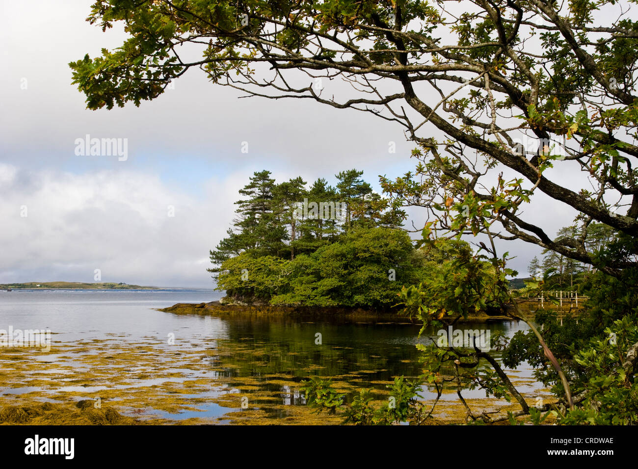 bay at the garden, Beara peninsula , Ireland, Kerrysdale, Derreen