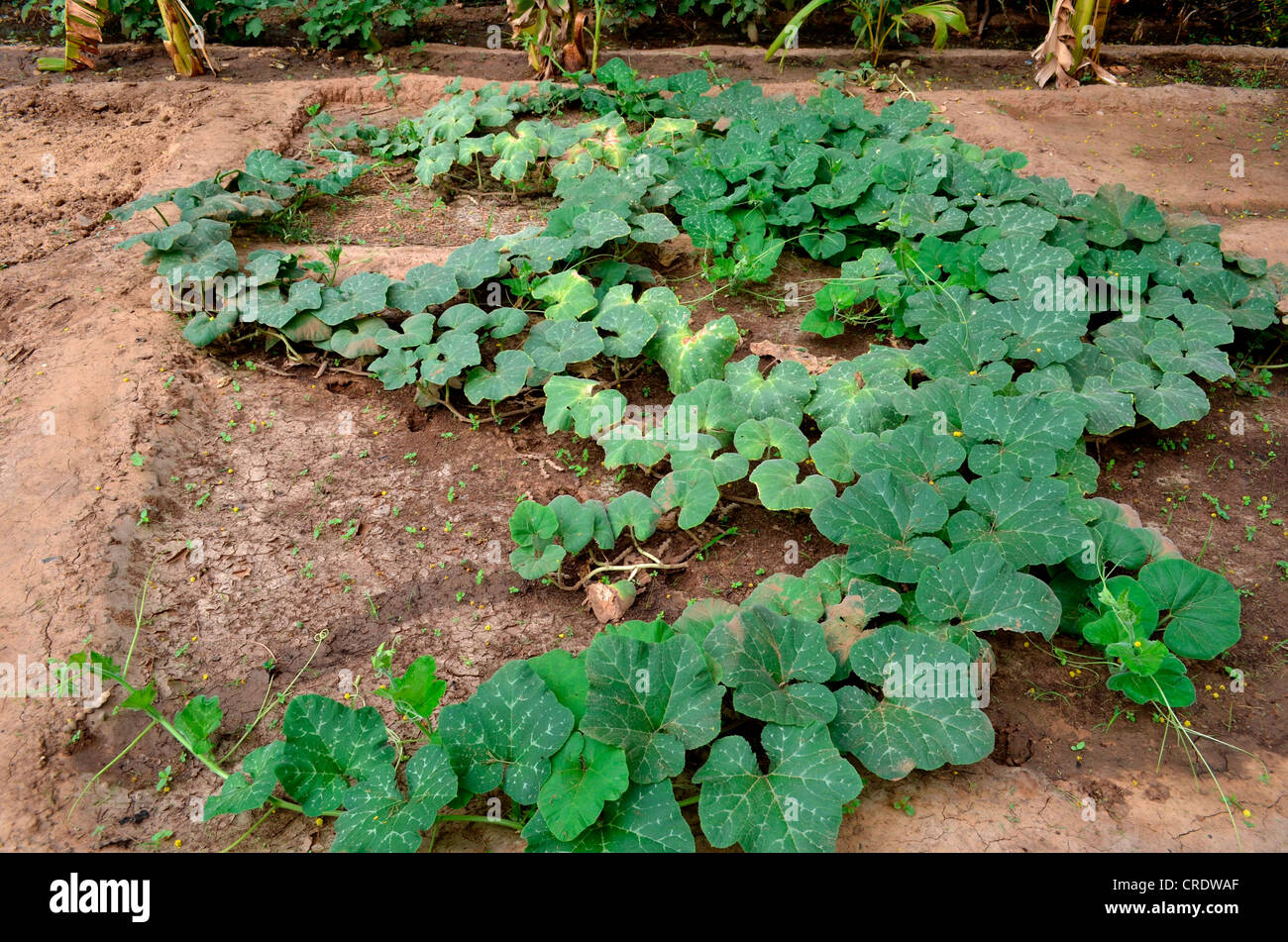 Cucumis sativus plant hi-res stock photography and images - Alamy
