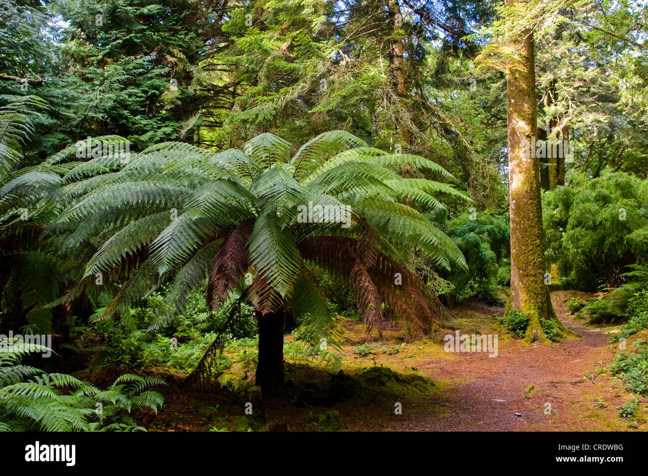 Tasmanian Tree Fern, Soft Tree Fern (Dicksonia antarctica), tree fern