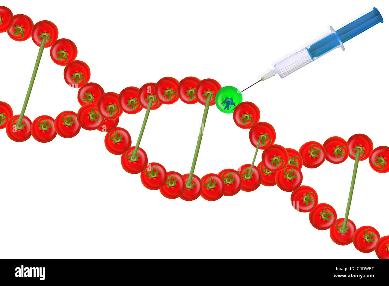 DNA strands from red tomatoes, a green tomato is injected with a syringe Stock Photo