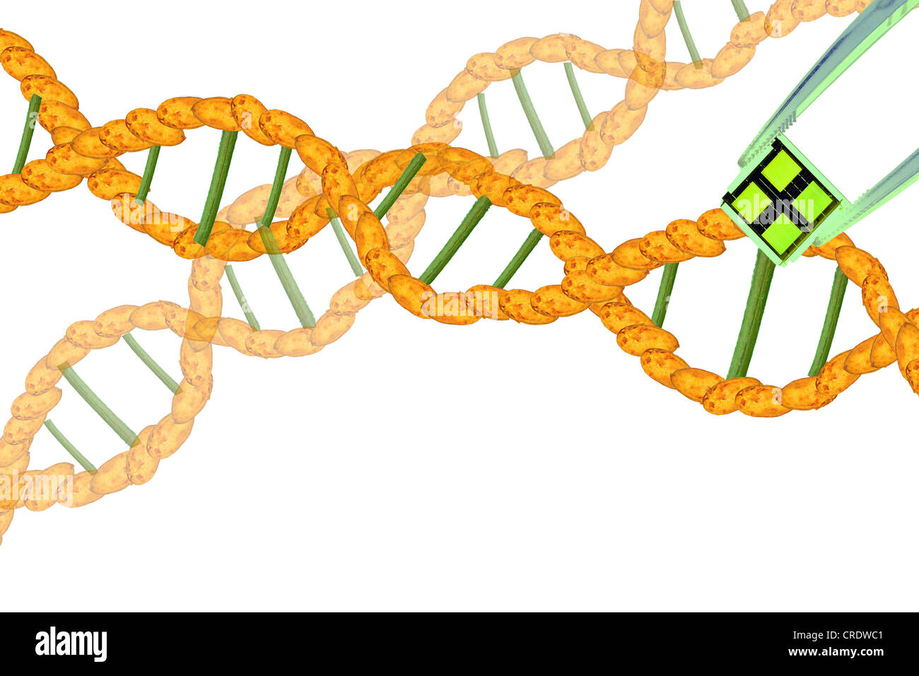 DNA strands from potatoes with chip in the foreground Stock Photo