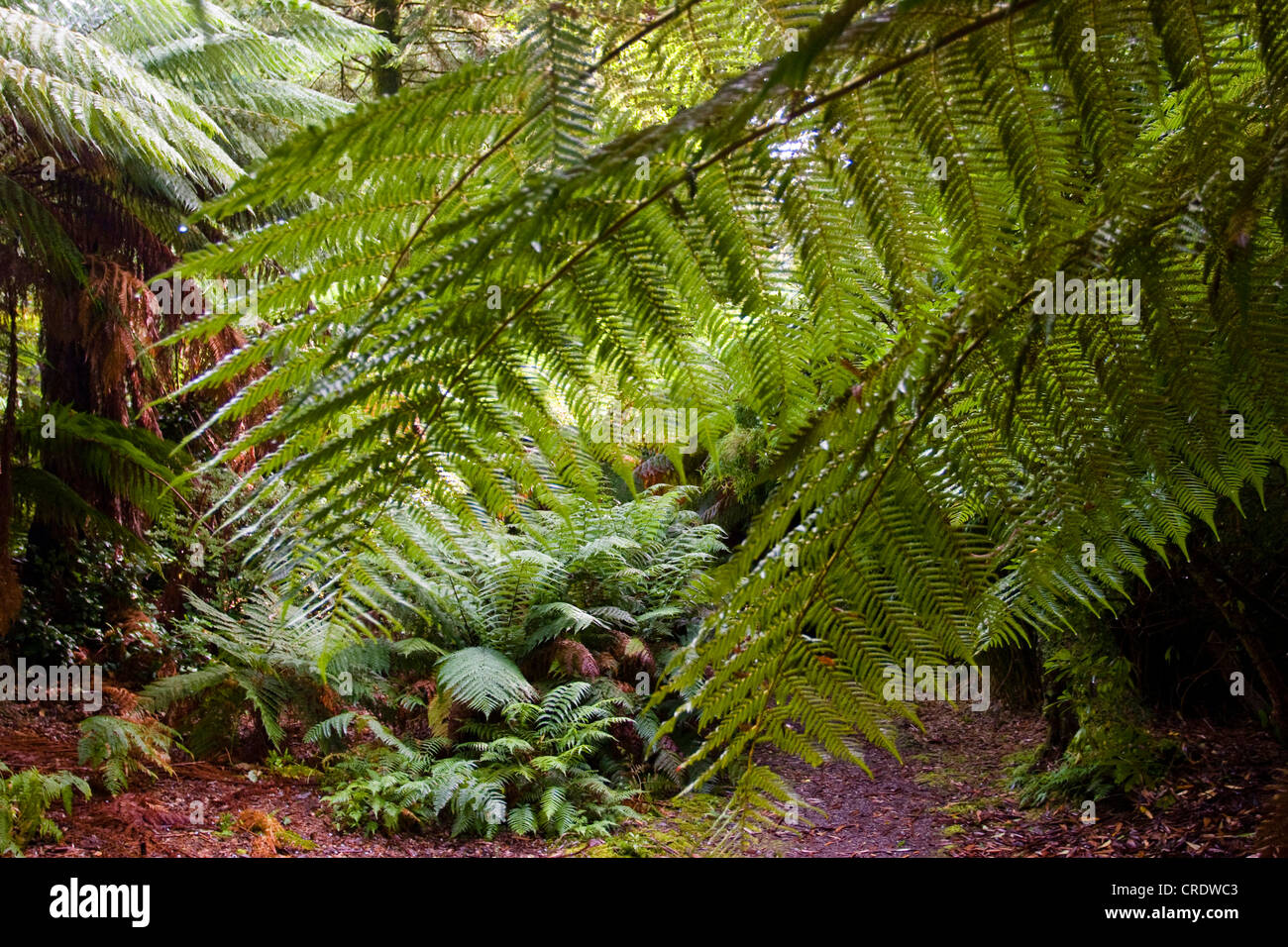 Tasmanian Tree Fern, Soft Tree Fern (Dicksonia antarctica), tree fern