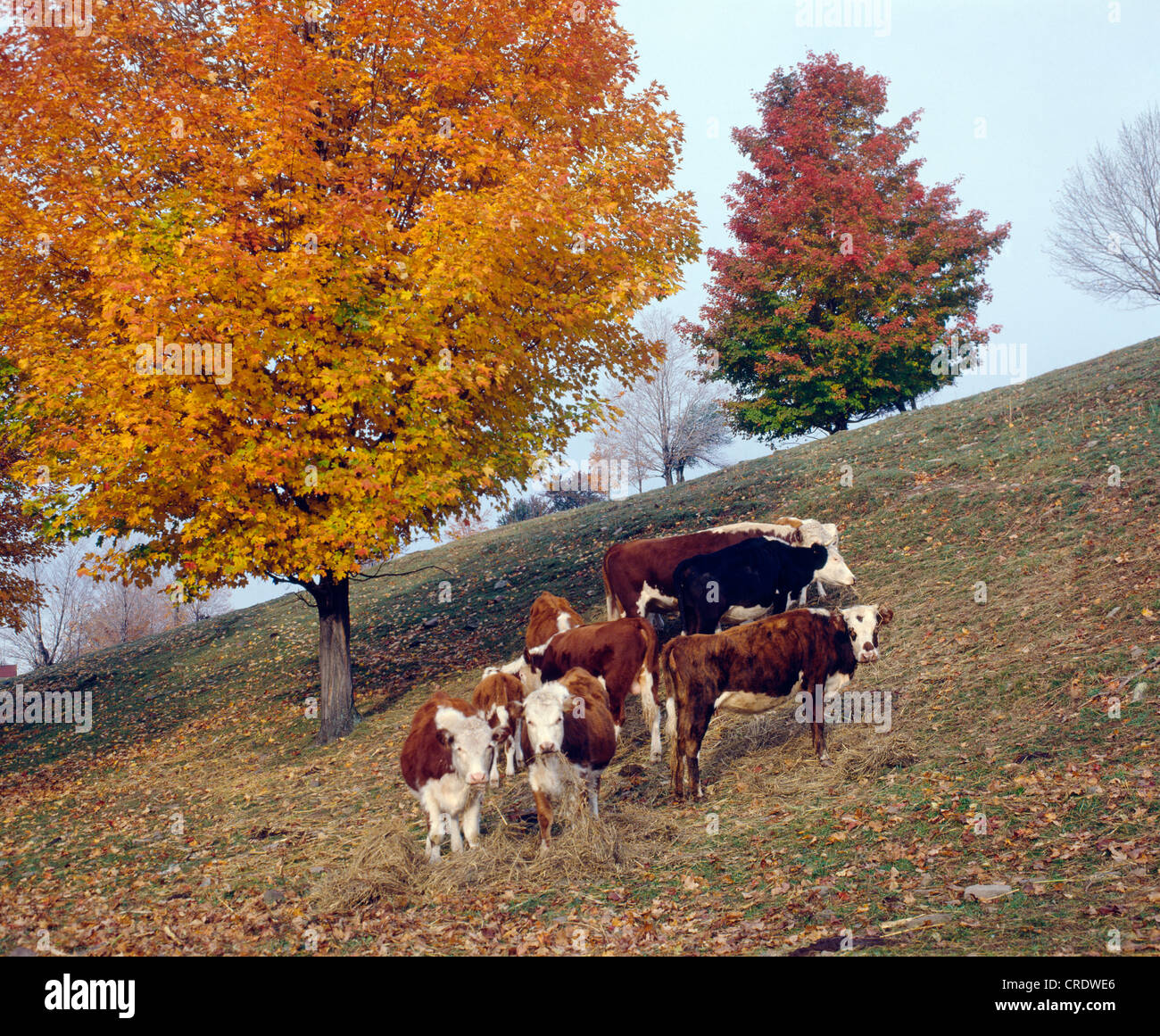 HEREFORD CATTLE EATING HAY Stock Photo Alamy
