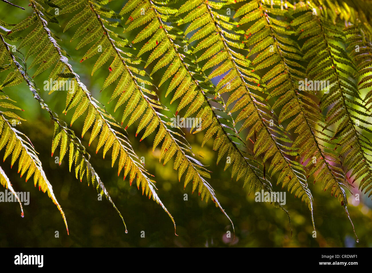 Tasmanian Tree Fern, Soft Tree Fern (Dicksonia antarctica), frond