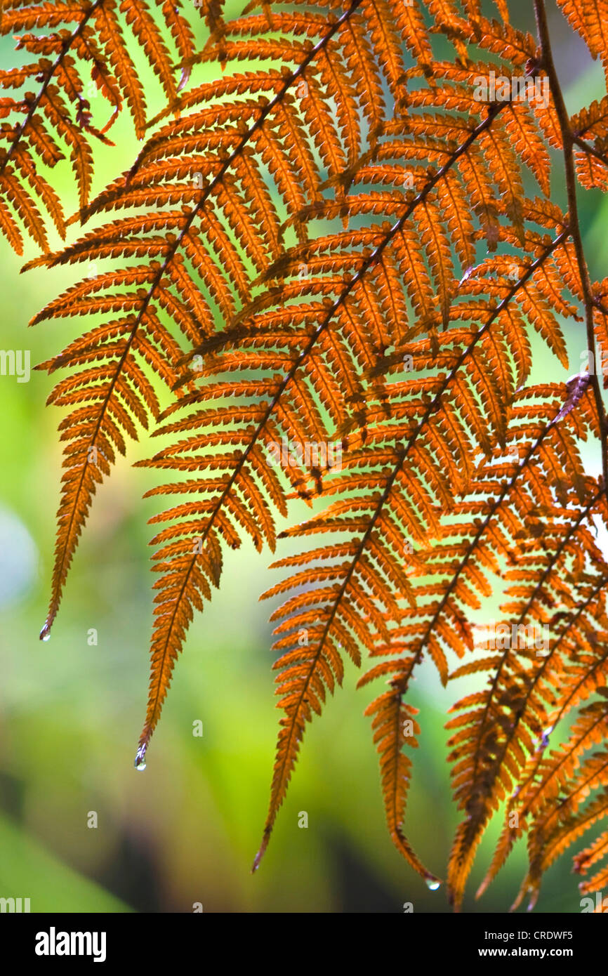 Tasmanian Tree Fern, Soft Tree Fern (Dicksonia antarctica), frond
