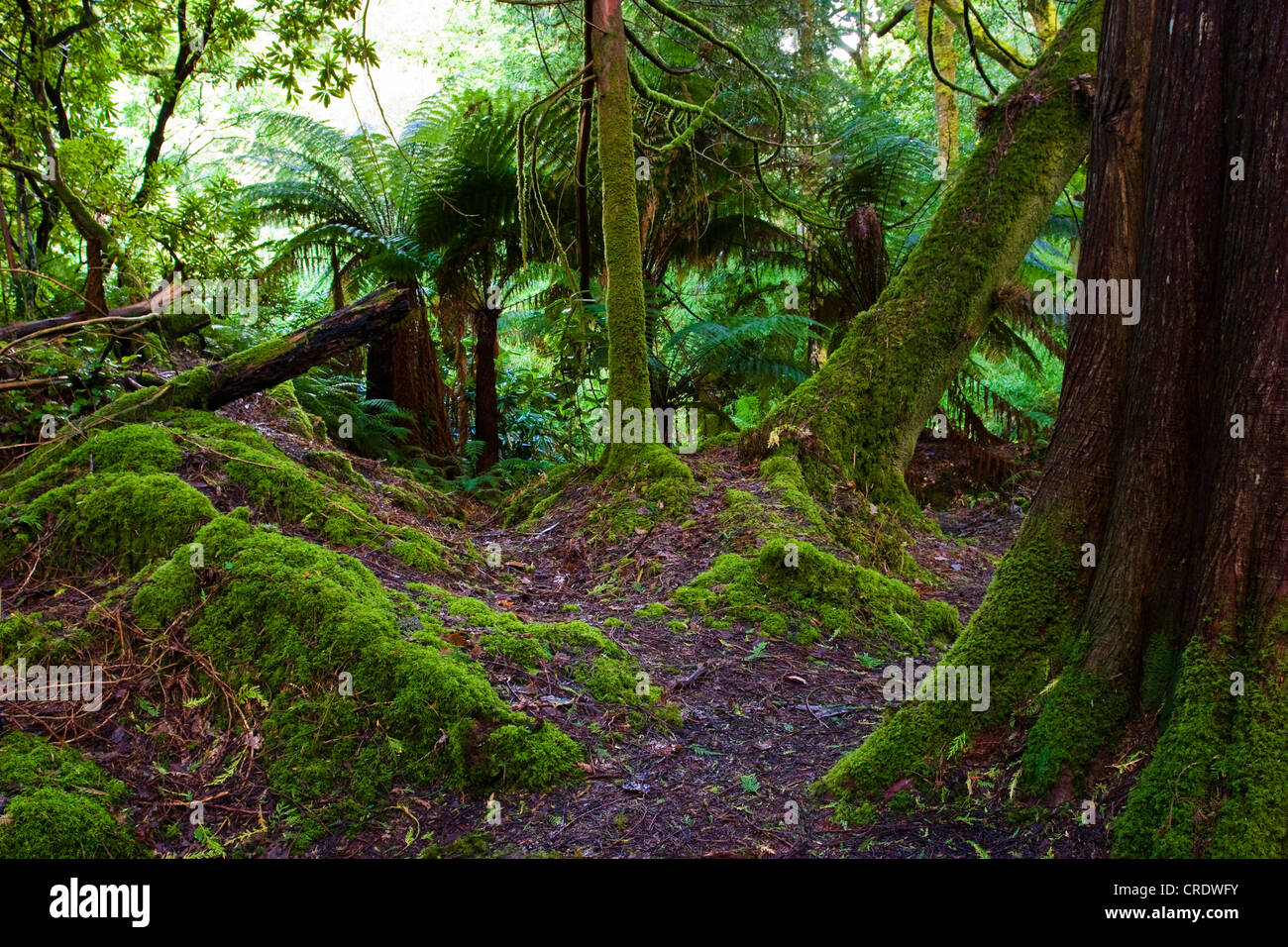Tasmanian Tree Fern, Soft Tree Fern (Dicksonia antarctica), and mossy