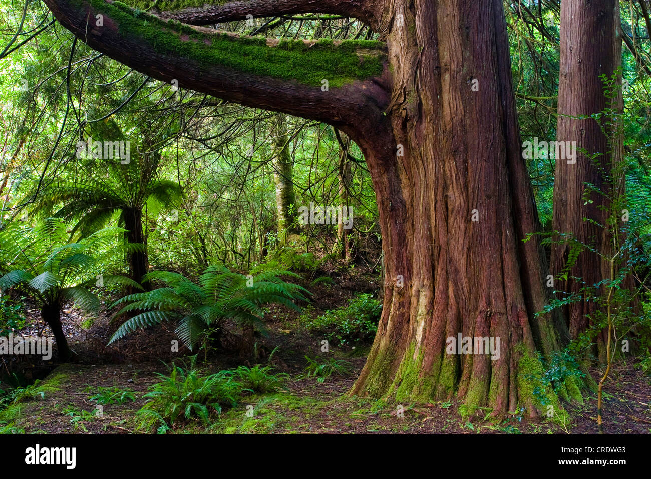 Tasmanian Tree Fern, Soft Tree Fern (Dicksonia antarctica), and mammoth