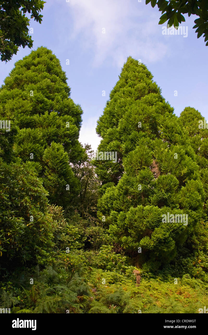 giant sequoia, giant redwood (Sequoiadendron giganteum), in subtropical garden, Ireland, Kerrysdale, Derreen Gardens, Lauragh Stock Photo