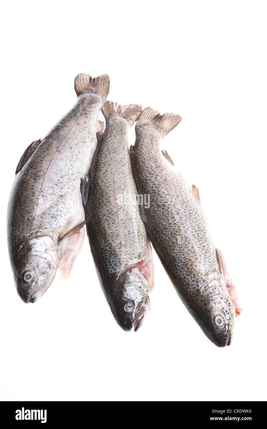 Three char fish (Salvelinus) Stock Photo