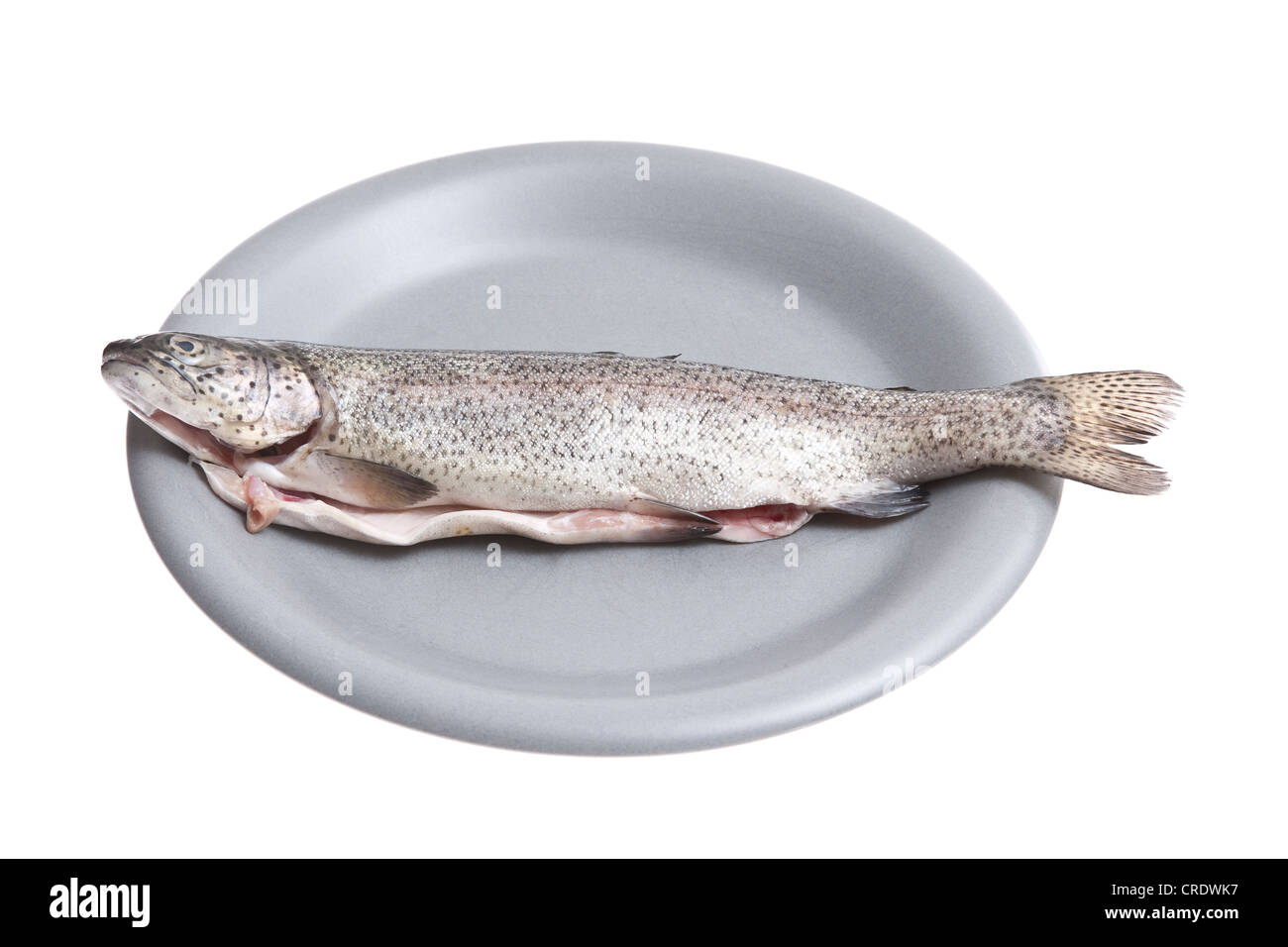 Char fish (Salvelinus) on a gray plate Stock Photo
