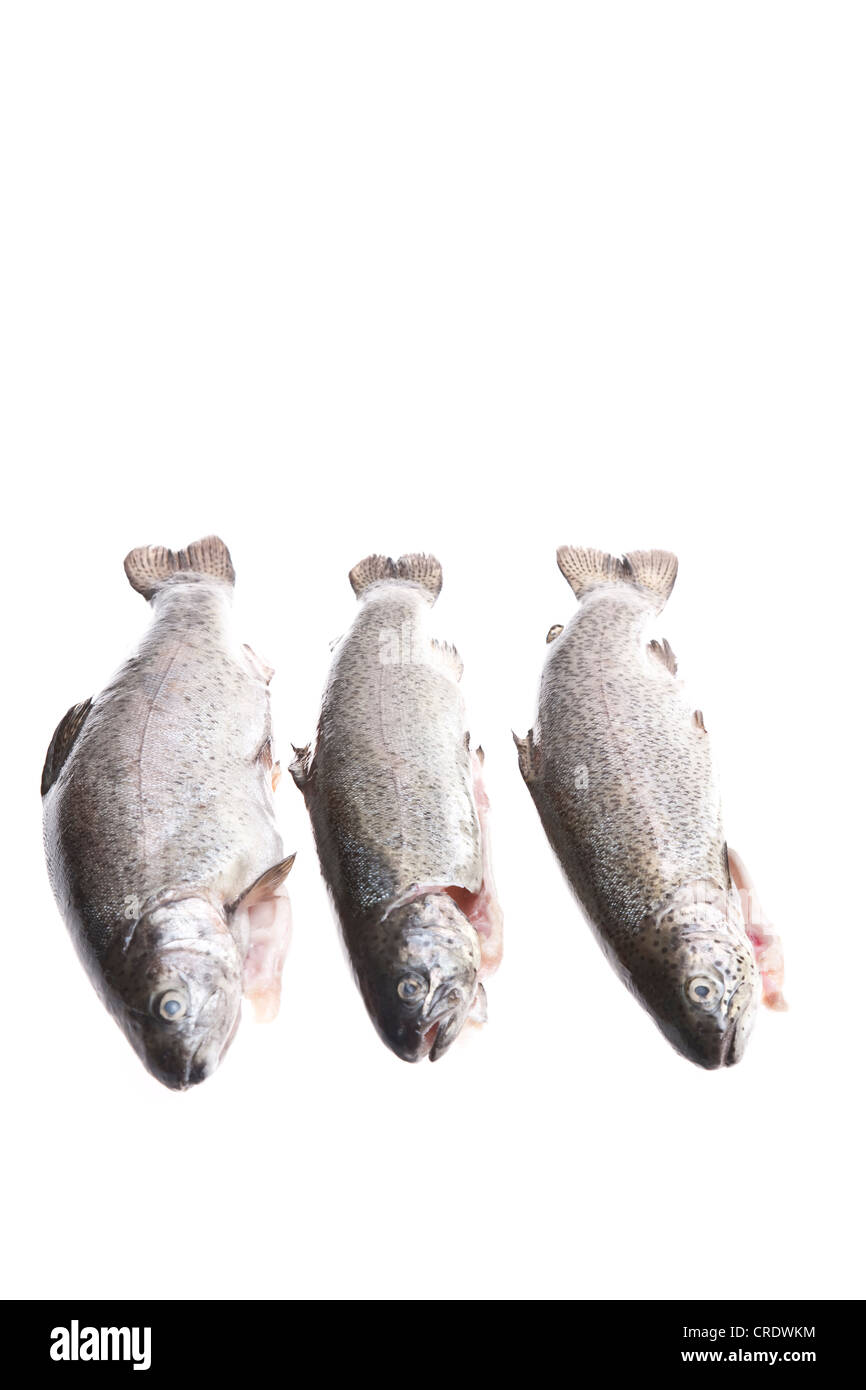 Three char fish (Salvelinus) Stock Photo