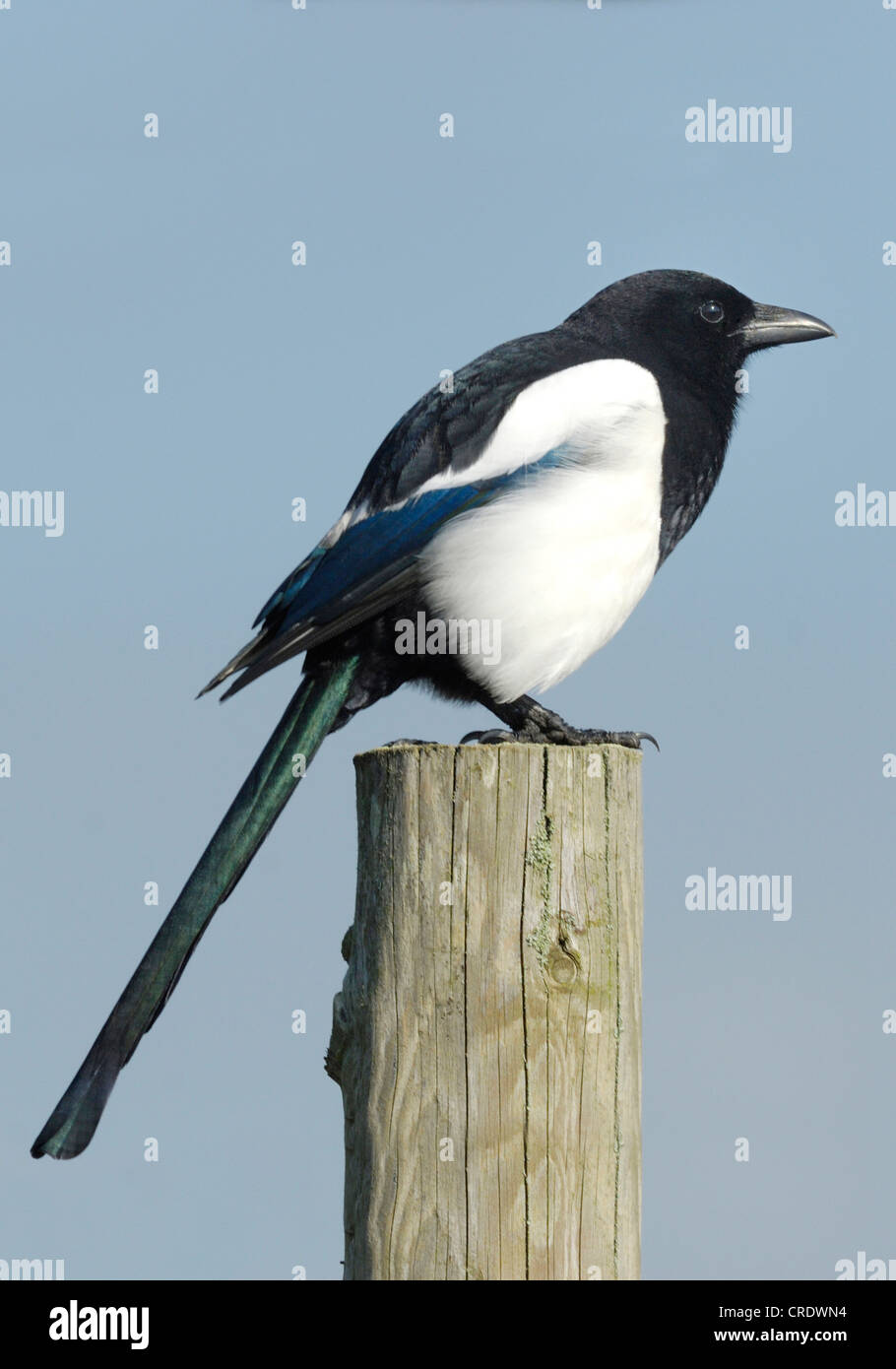European Magpie (Pica pica) sitting on a post in Kenfig National Nature Reserve, Wales, UK. October 2011. Stock Photo