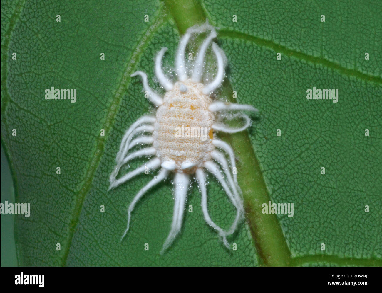 Huge mealybug (Pseudococcidae sp.) aka scale insects infesting a Guava tree in an orchard in Tak, Thailand. Stock Photo