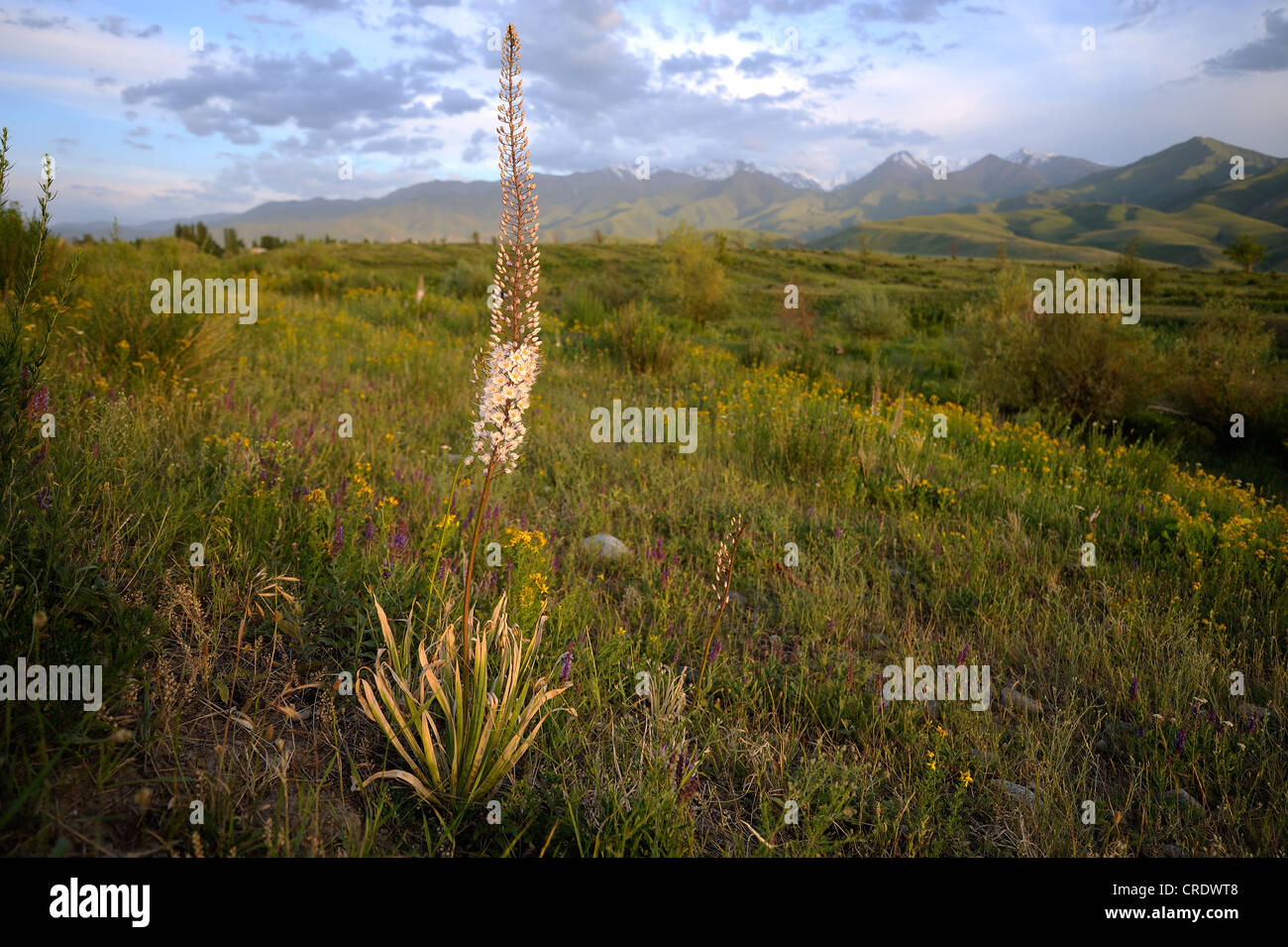 Flowers of Eremurus in highland meadow. Stock Photo