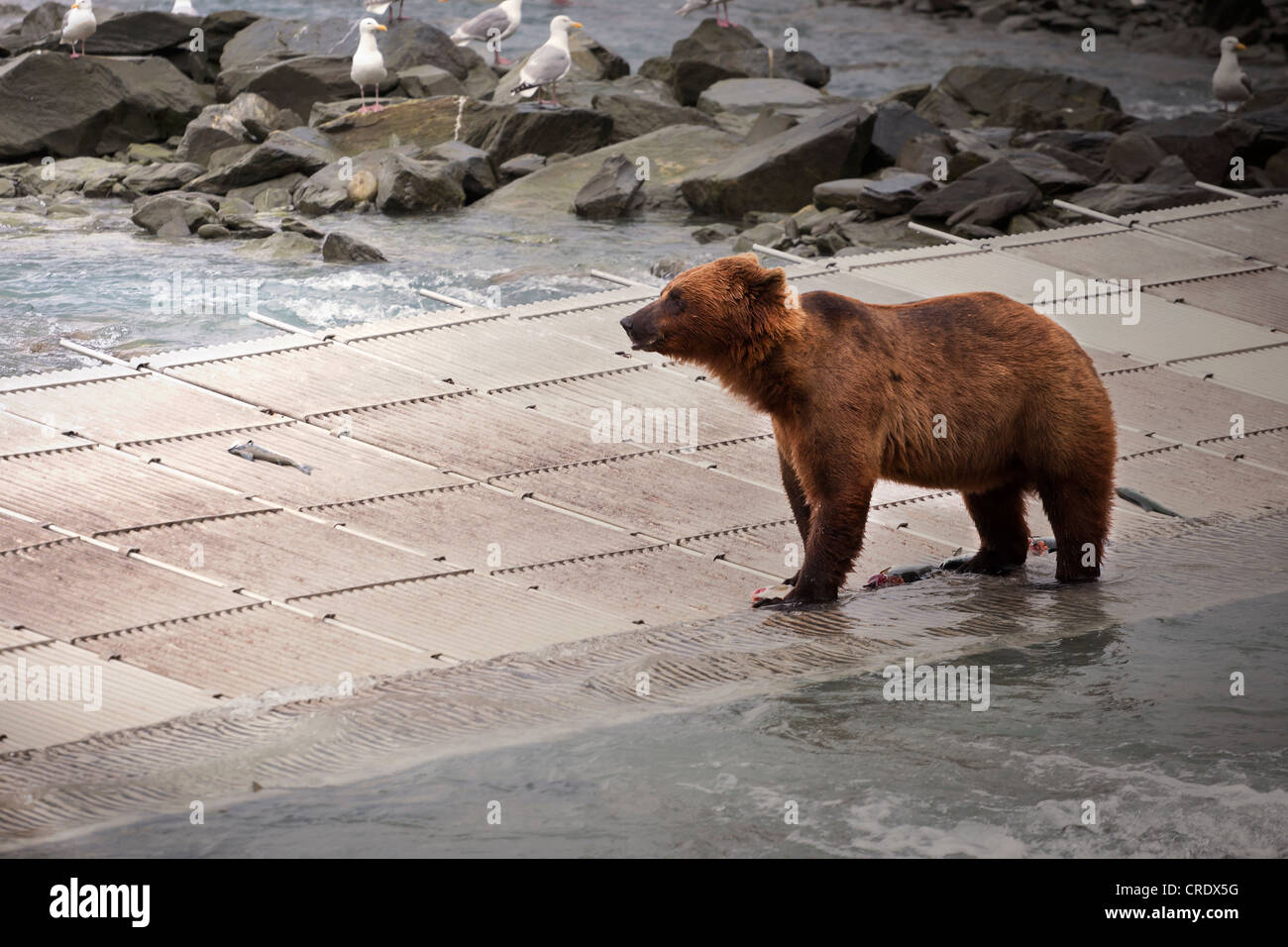 Grizzly Bear (Ursus arctos horribilis), near a salmon farm in Valdez, Alaska, USA Stock Photo