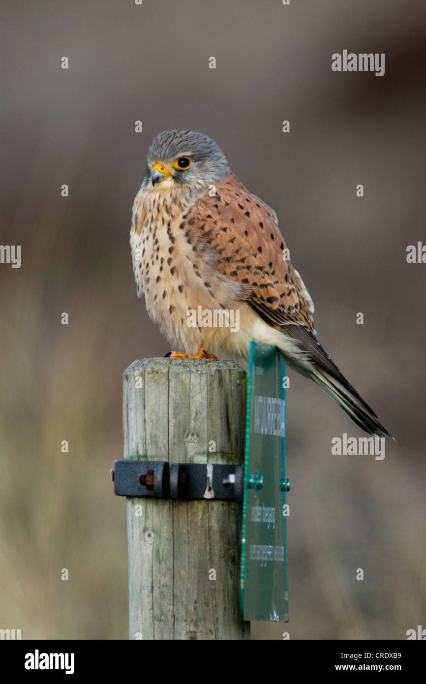 common kestrel (Falco tinnunculus), male perched on post with prohibition sign in the dunes, Netherlands, Texel Stock Photo