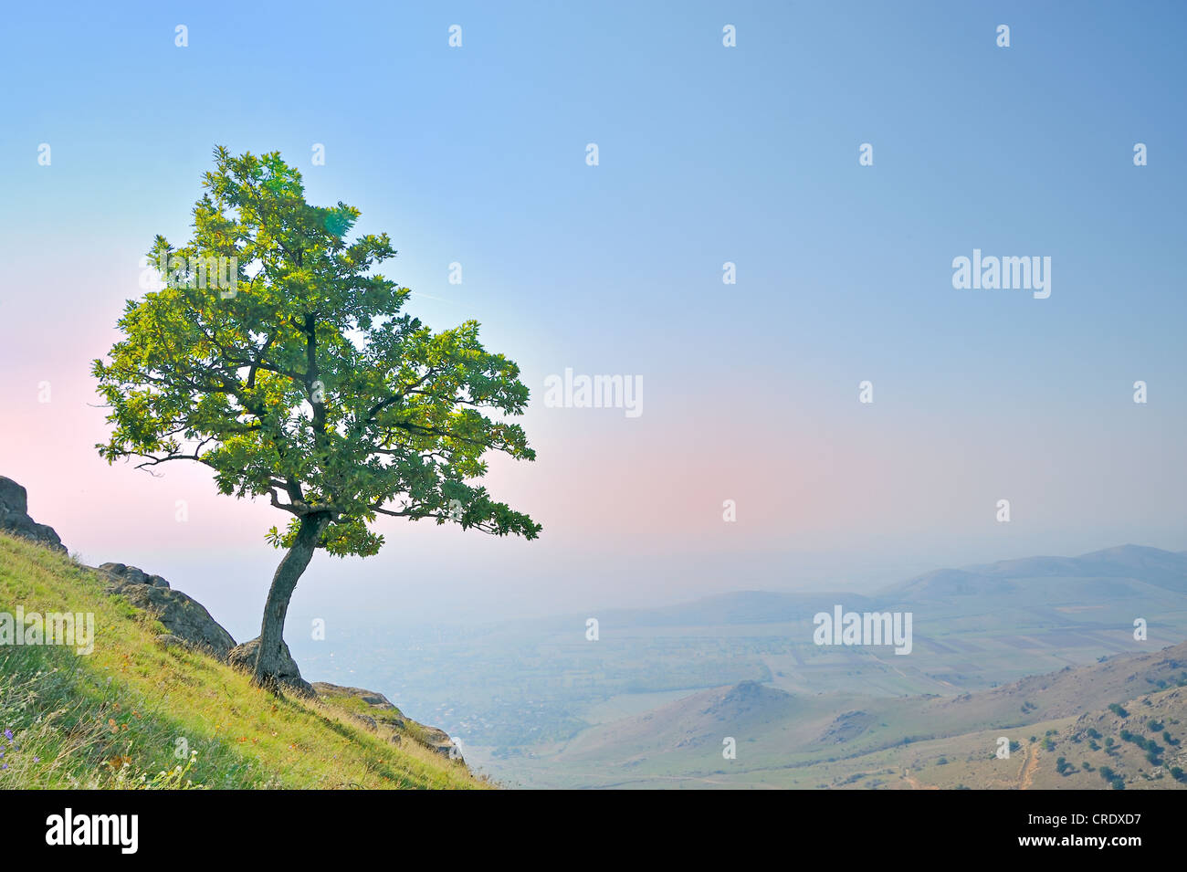 Tree Lonly Lonly hi-res stock photography and images - Alamy