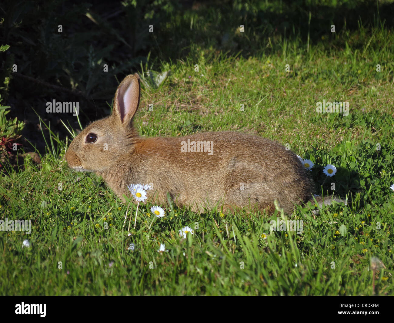 Wild Rabbit in evening light. Stock Photo