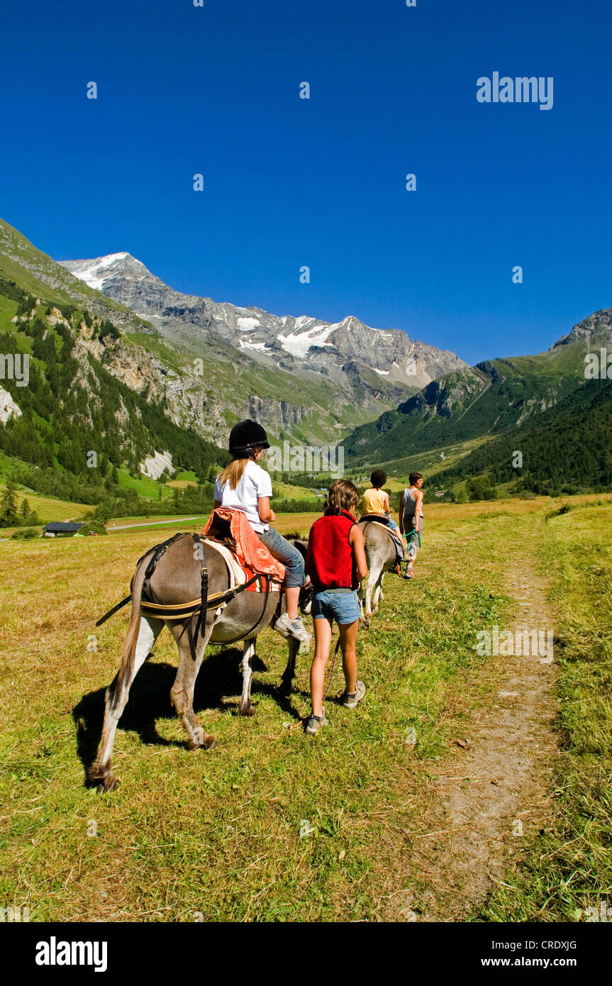 walk with donkey in the valley of Peisey Vallandry, north Alps mountains, France, Alps Stock Photo