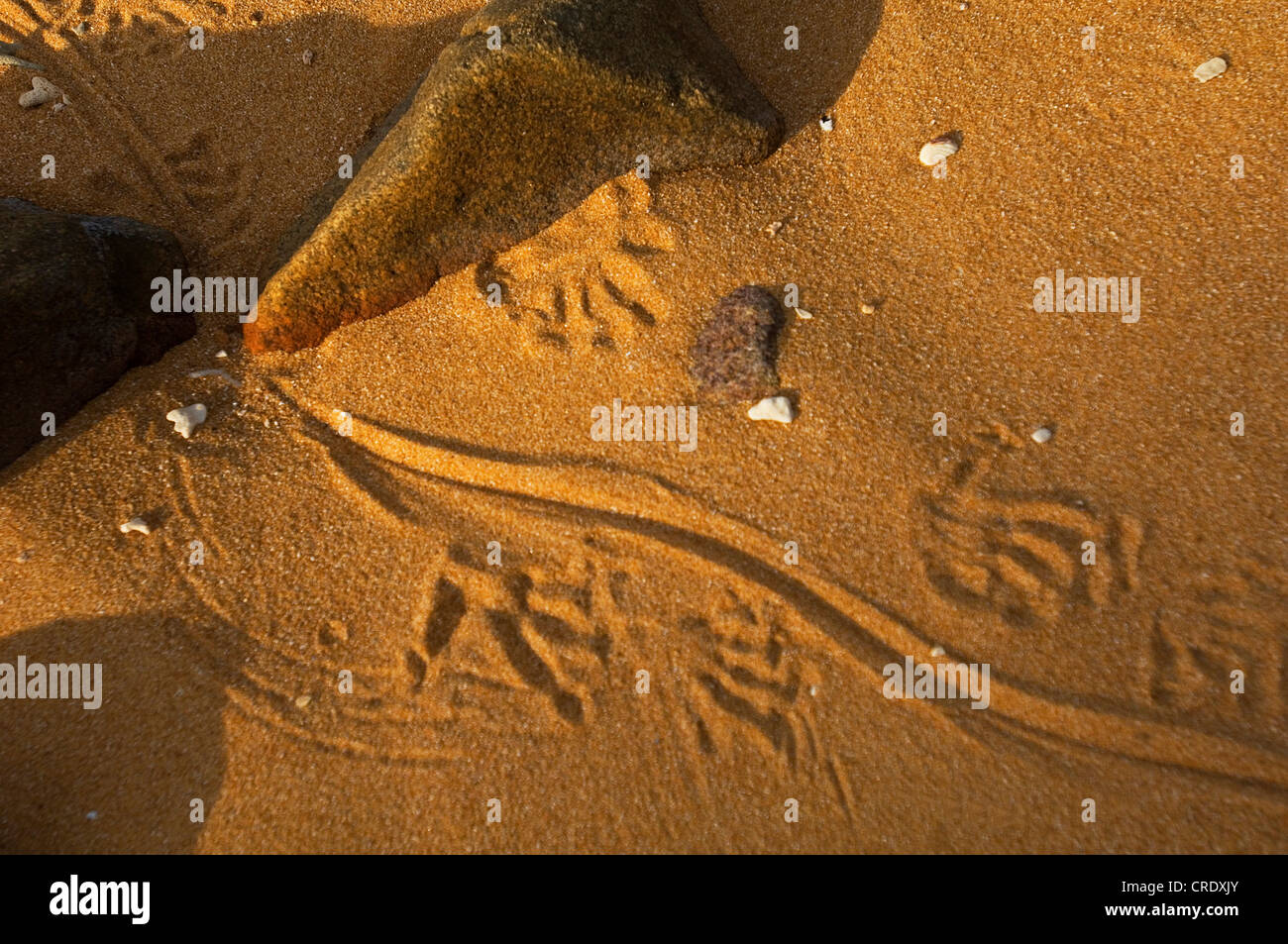 common Asiatic monitor, water monitor, common water monitor, Malayan monitor (Varanus salvator), footprints Stock Photo