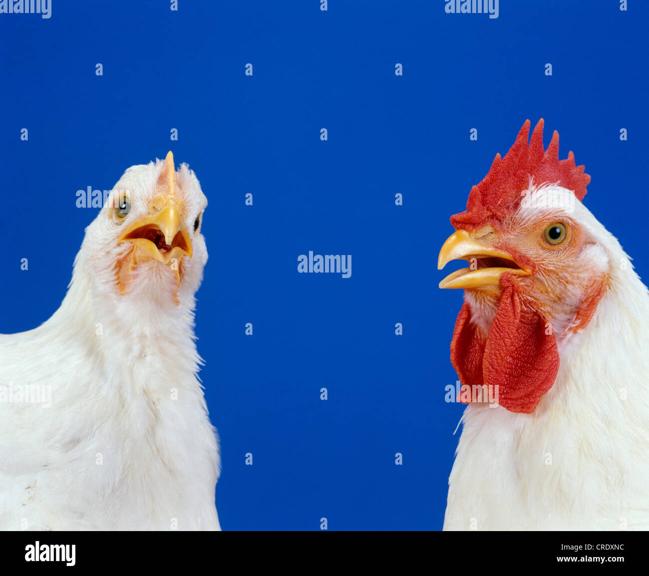 BARD CROSS BROILER, 6 WEEK (PULLET/COCKEREL) STUDIO Stock Photo Alamy
