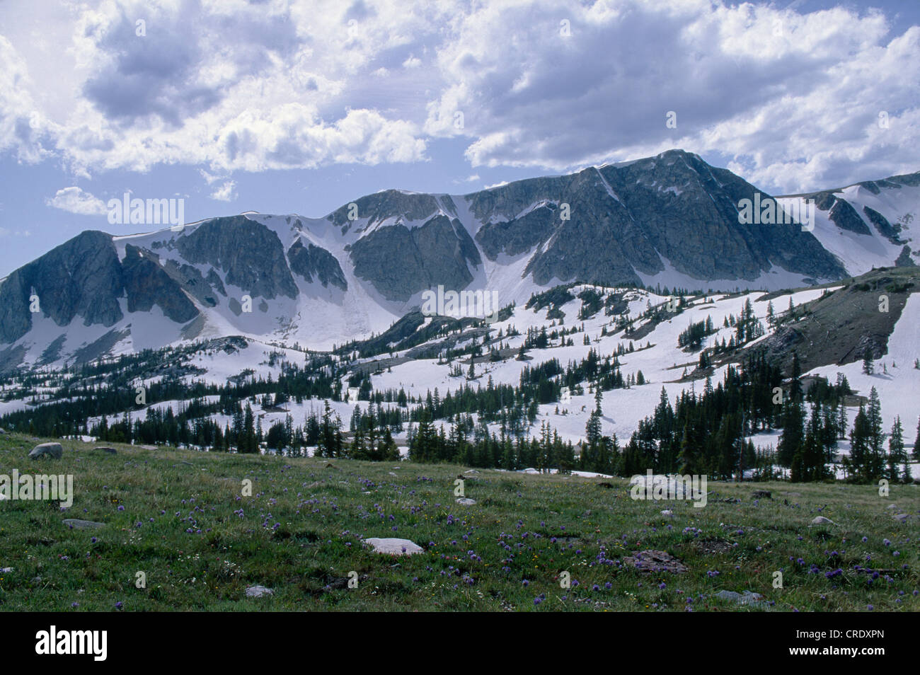 MEDICINE BOW RANGE WITH ALPINE MEADOW SKYPILOT (POLEMONIUM VISCOSUM