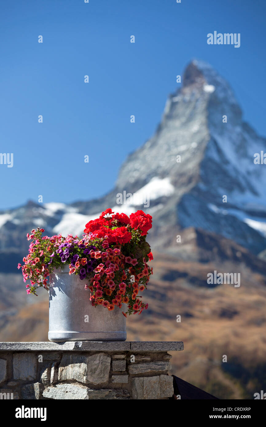 Early morning view of Mt Matterhorn with flowers, Zermatt, Valais, Swiss Alps, Switzerland, Europe, PublicGround Stock Photo