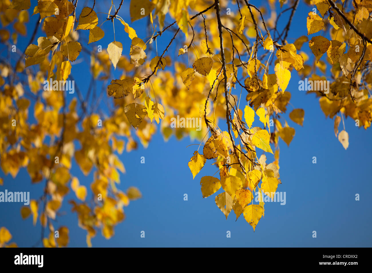 Autumnal leaves of a lime tree (Tilia) against a blue sky, Markelfingen, Baden-Wuerttemberg, Germany, Europe Stock Photo