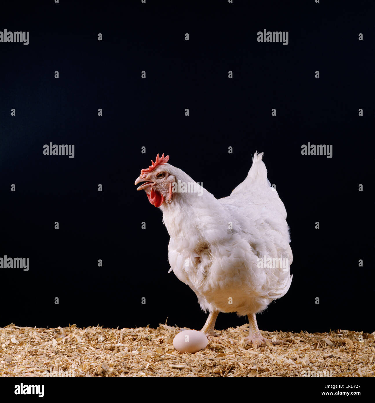 BROILER HEN Stock Photo Alamy