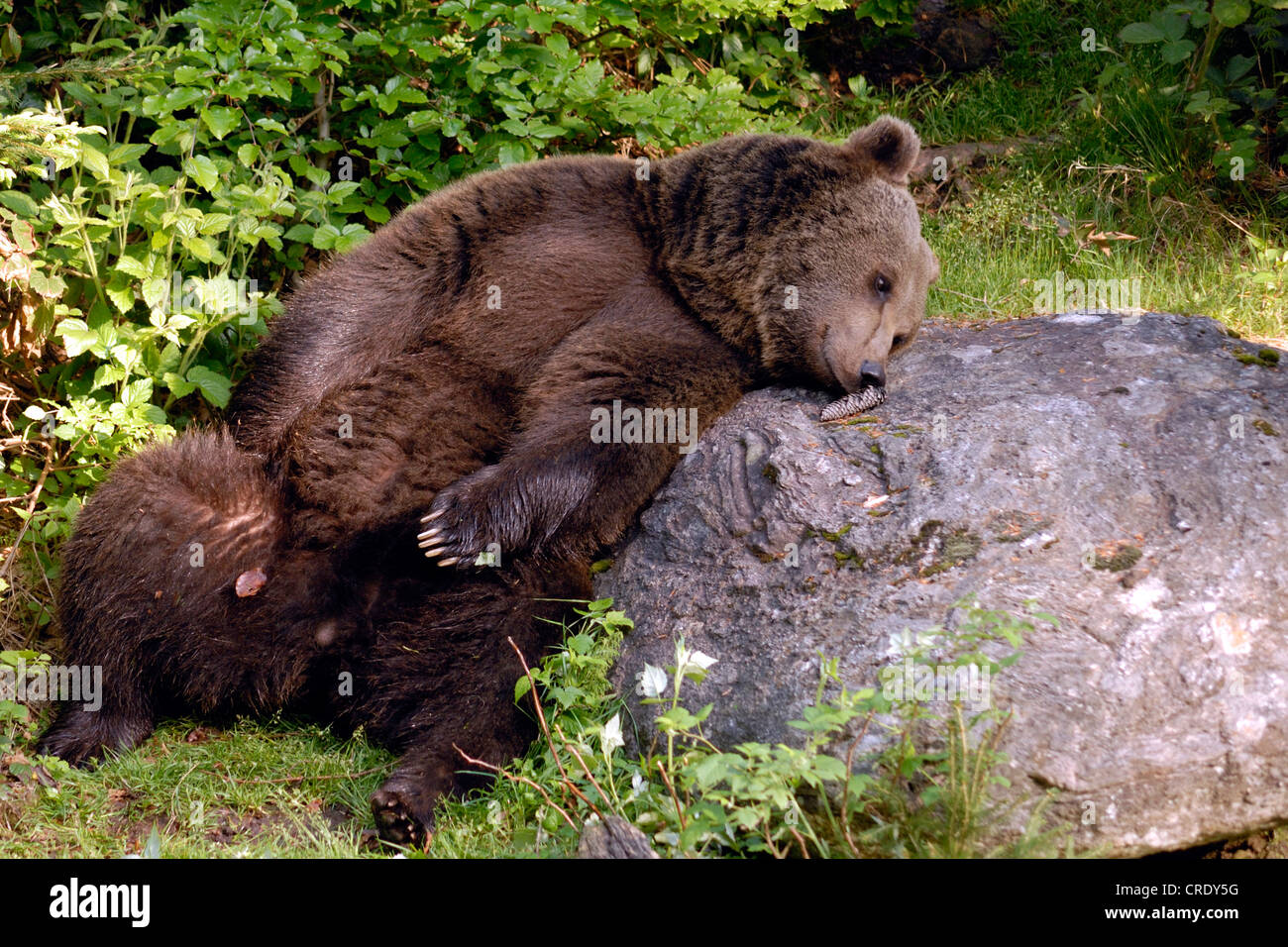 European brown bear ursus rubbing hires stock photography and images Alamy