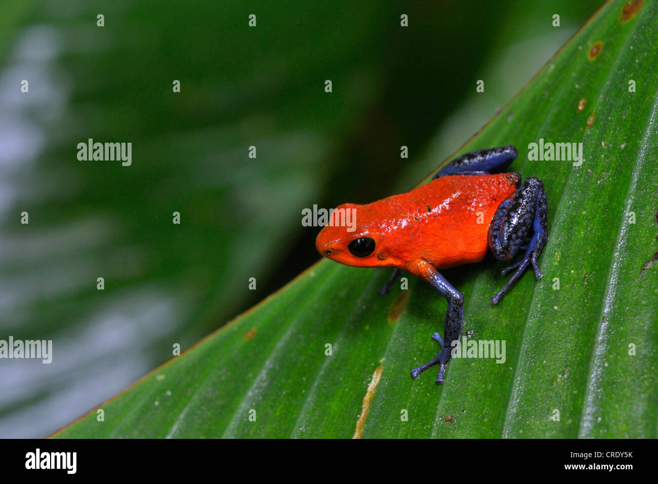 strawberry poison-arrrow frog, red-and-blue poison-arrow frog, flaming poison-arrow frog, Blue Jeans Poison Dart Frog (Dendrobates pumilio), sitting on a leaf, Costa Rica Stock Photo