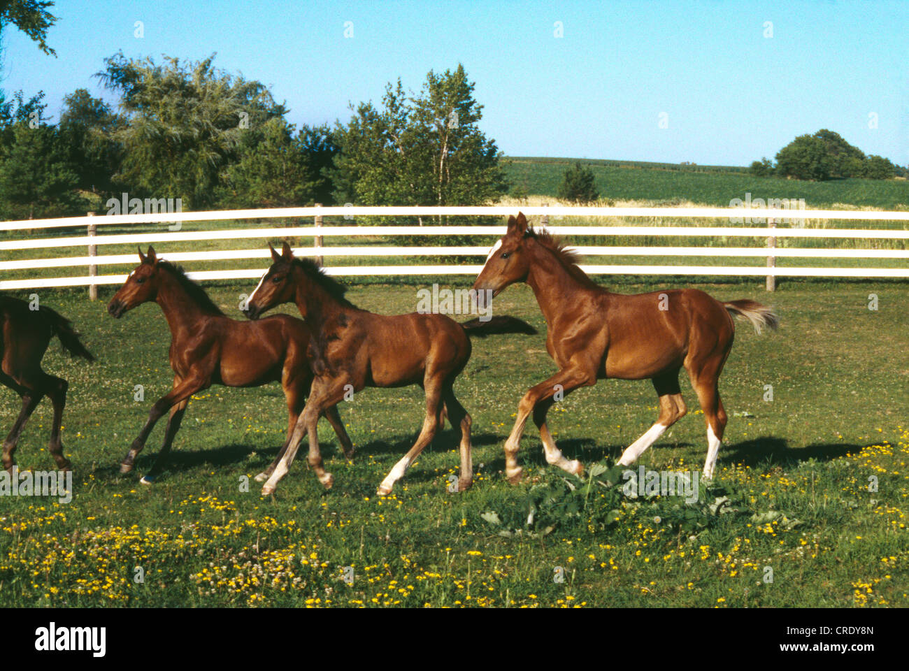 Alpensterns hi-res stock photography and images - Alamy