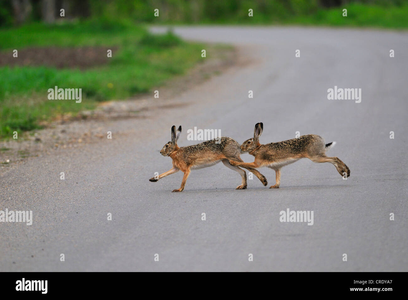Rabbits mating hires stock photography and images Alamy