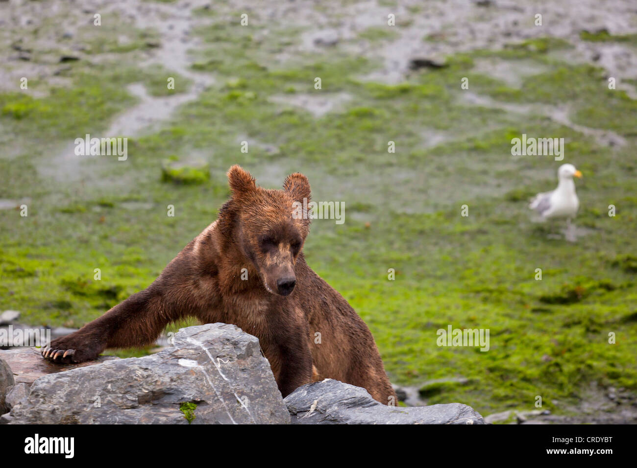 Bear on beach hi-res stock photography and images - Alamy